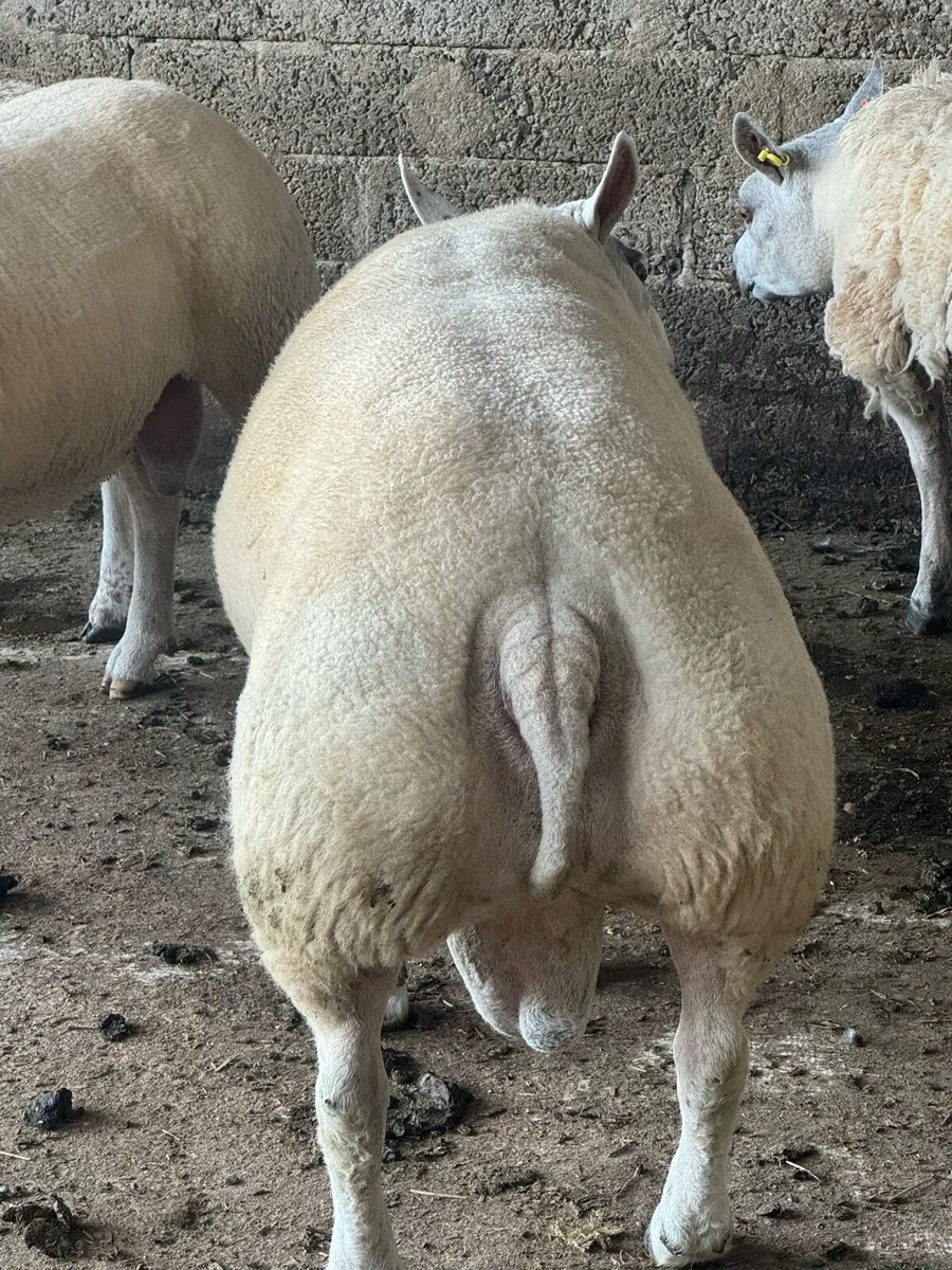 Pedigree Beltex 2 year old stock ram + 2 rubex ram - Image 3