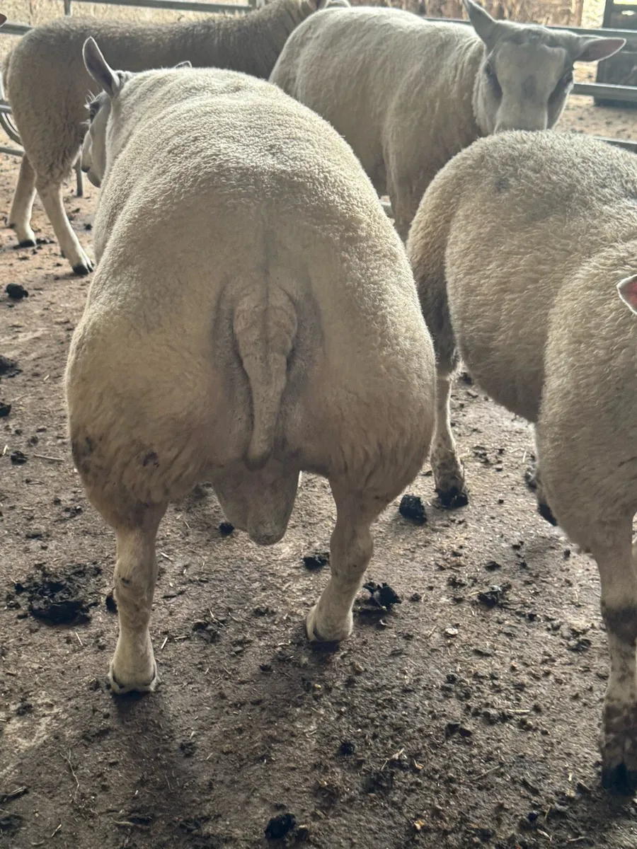 Pedigree Beltex 2 year old stock ram + 2 rubex ram - Image 4
