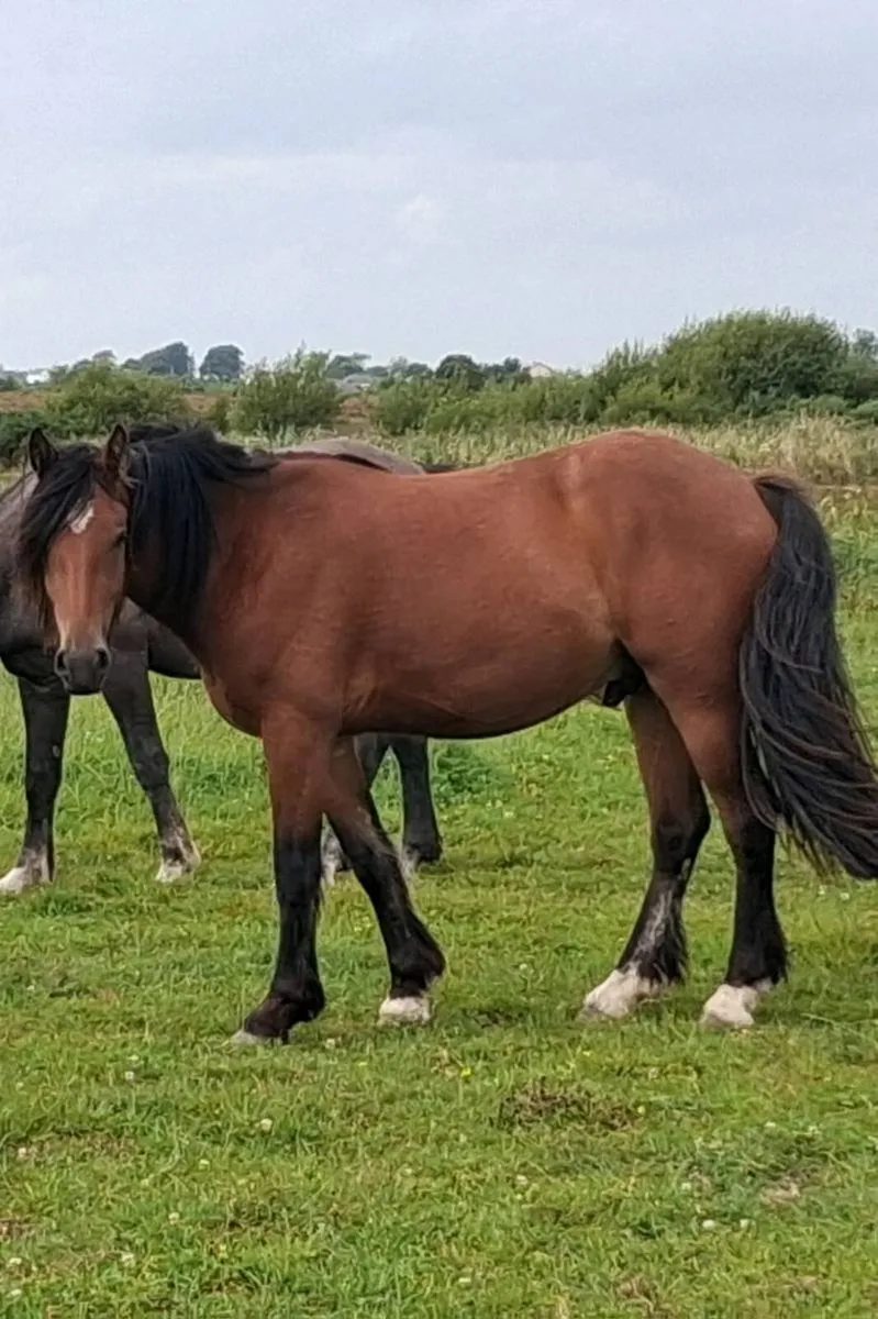 Gelding - Image 1