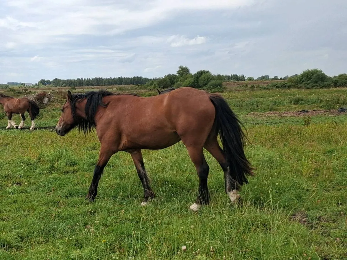 Gelding - Image 2