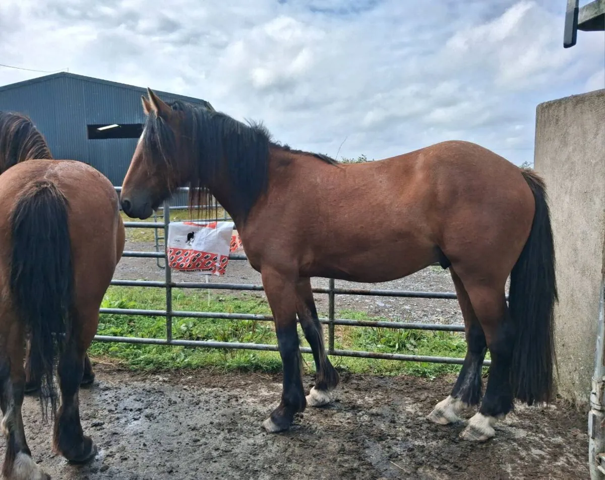 Gelding - Image 3