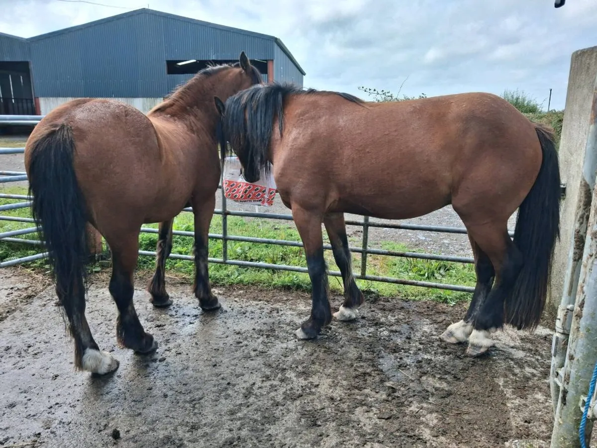 Gelding - Image 4