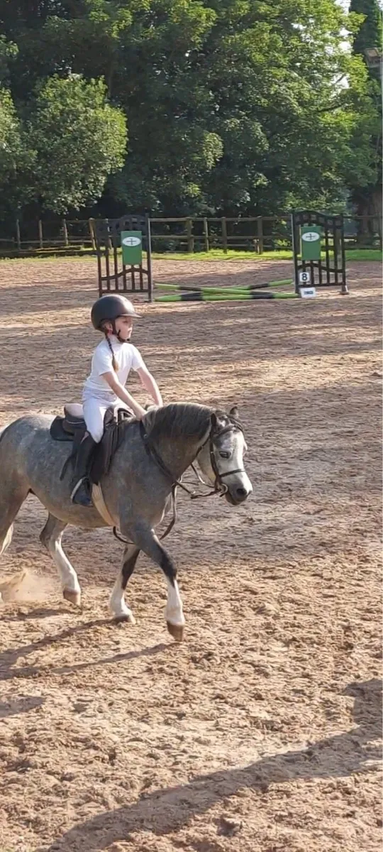 Welsh sec A pony - Image 4
