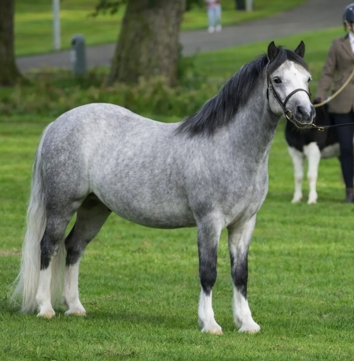 Welsh sec A pony - Image 1