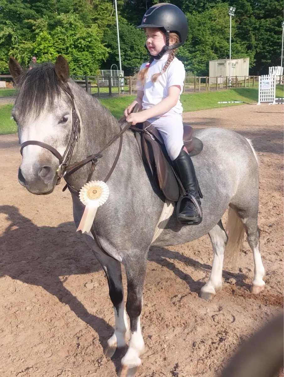 Welsh sec A pony - Image 2