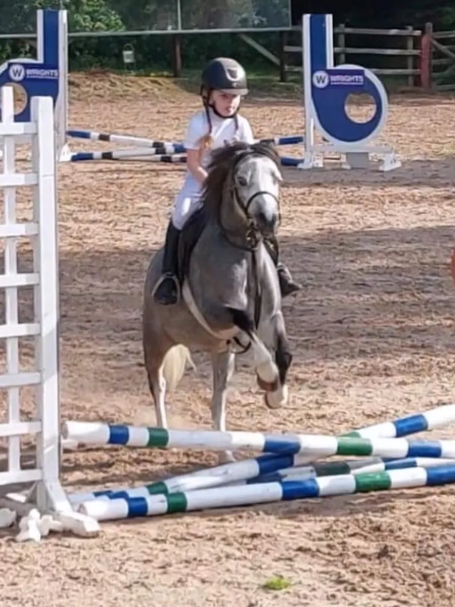 Welsh sec A pony - Image 3