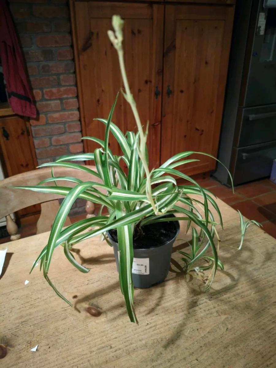 Spider plant all sizes €3 to €6, depends on sizes - Image 1