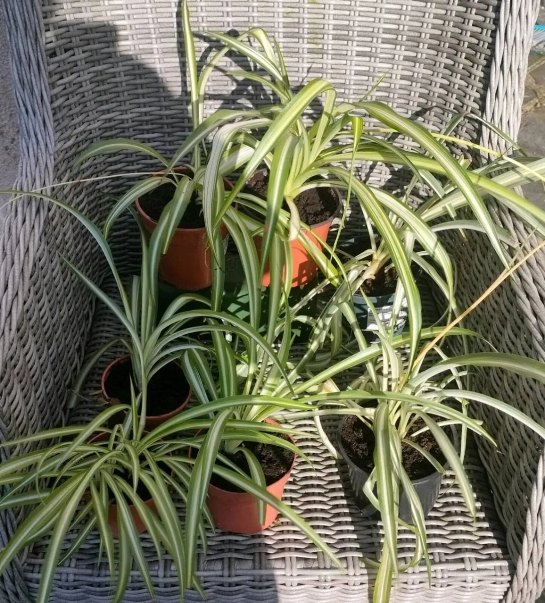 Spider plant all sizes €3 to €6, depends on sizes - Image 3