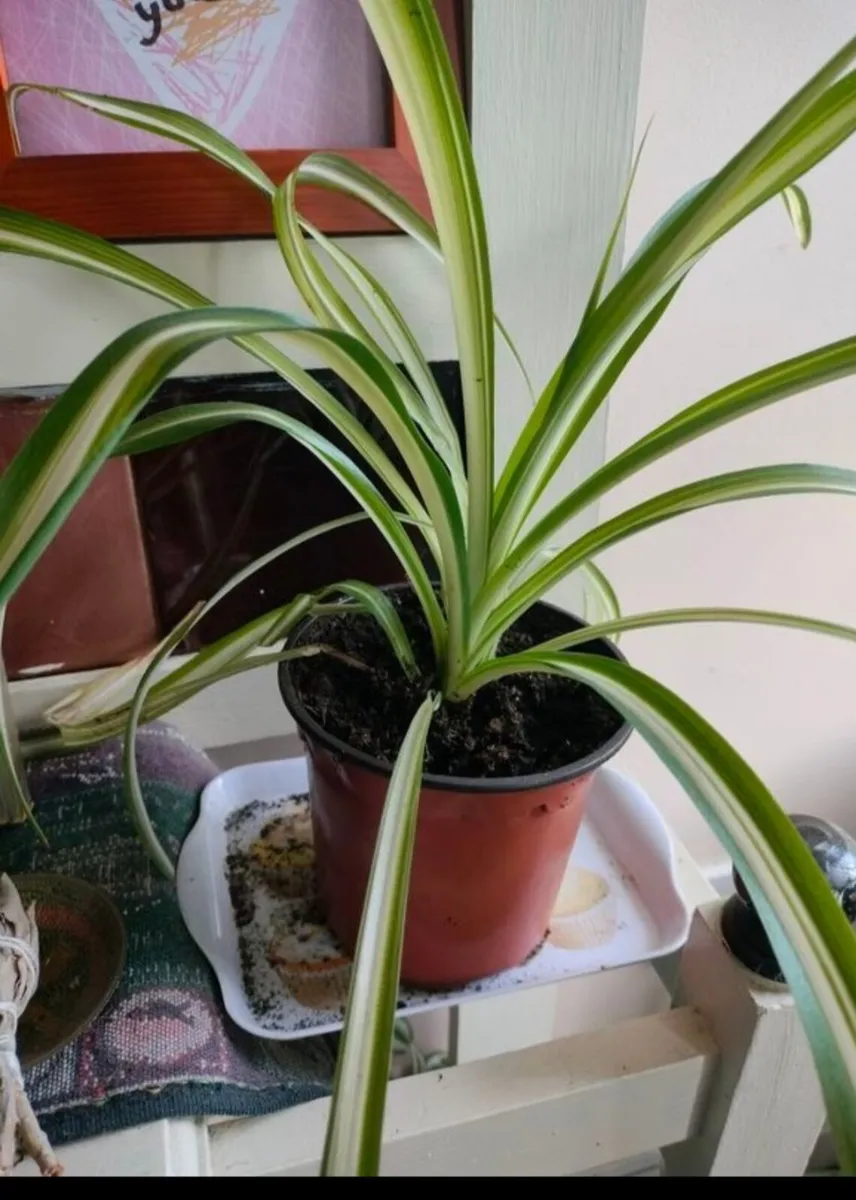 Spider plant all sizes €3 to €6, depends on sizes - Image 4