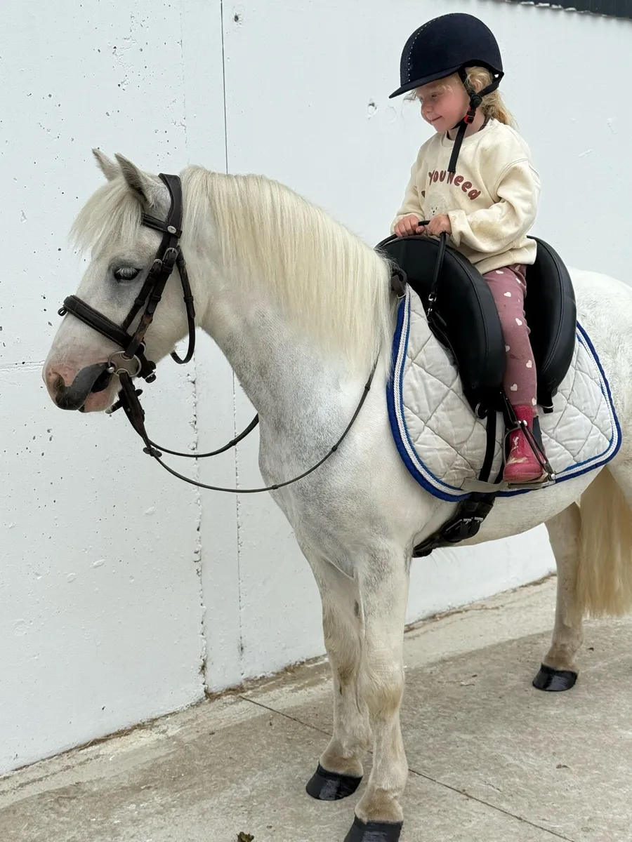 Super cute kind and safe 126cm gelding - Image 1