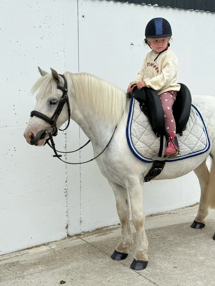 Super cute kind and safe 126cm gelding - Image 2