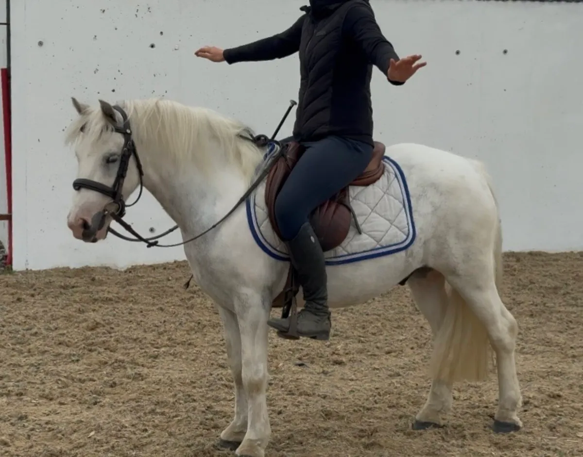 Super cute kind and safe 126cm gelding - Image 3