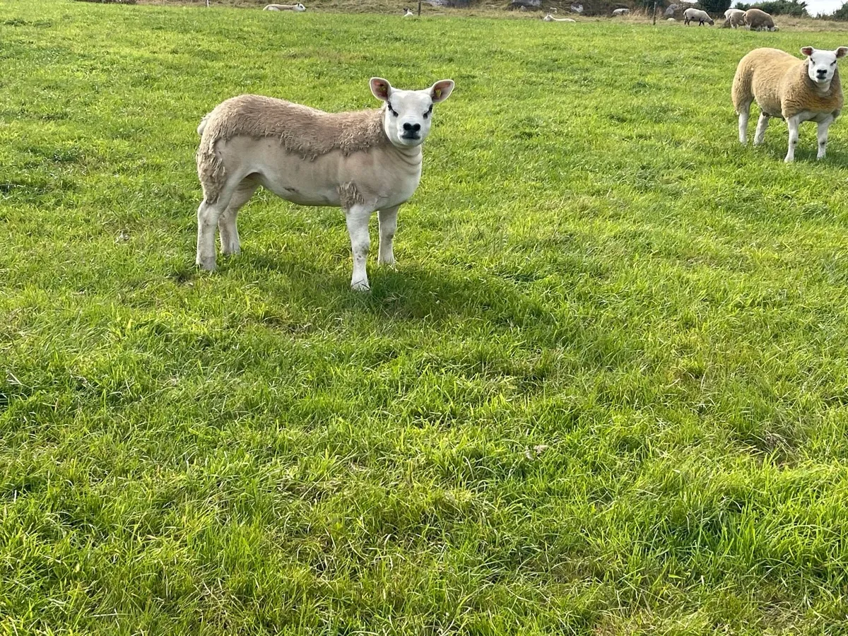 ⭐️Pedigree Registered Texel Ewe lambs⭐️ - Image 4