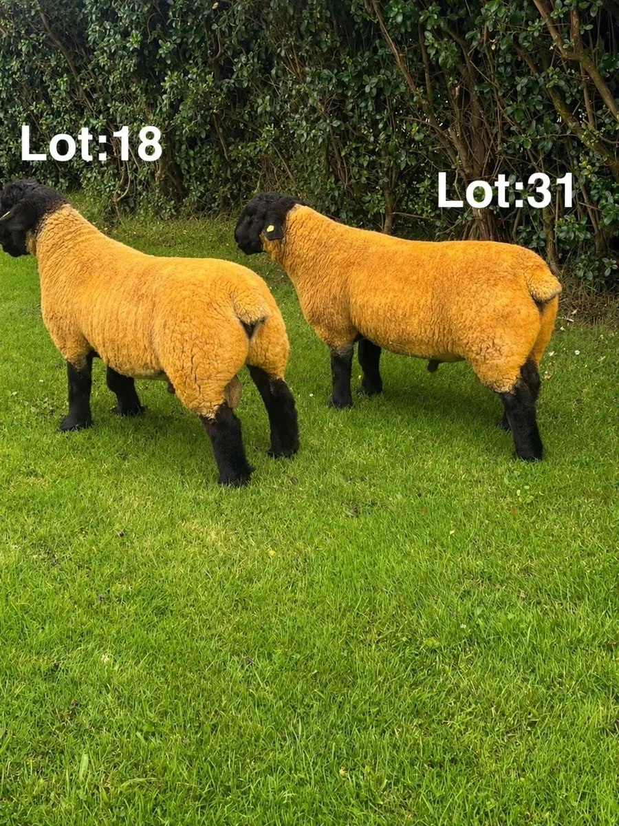 ⭐️Premier Suffolk Sale⭐️ - Image 1