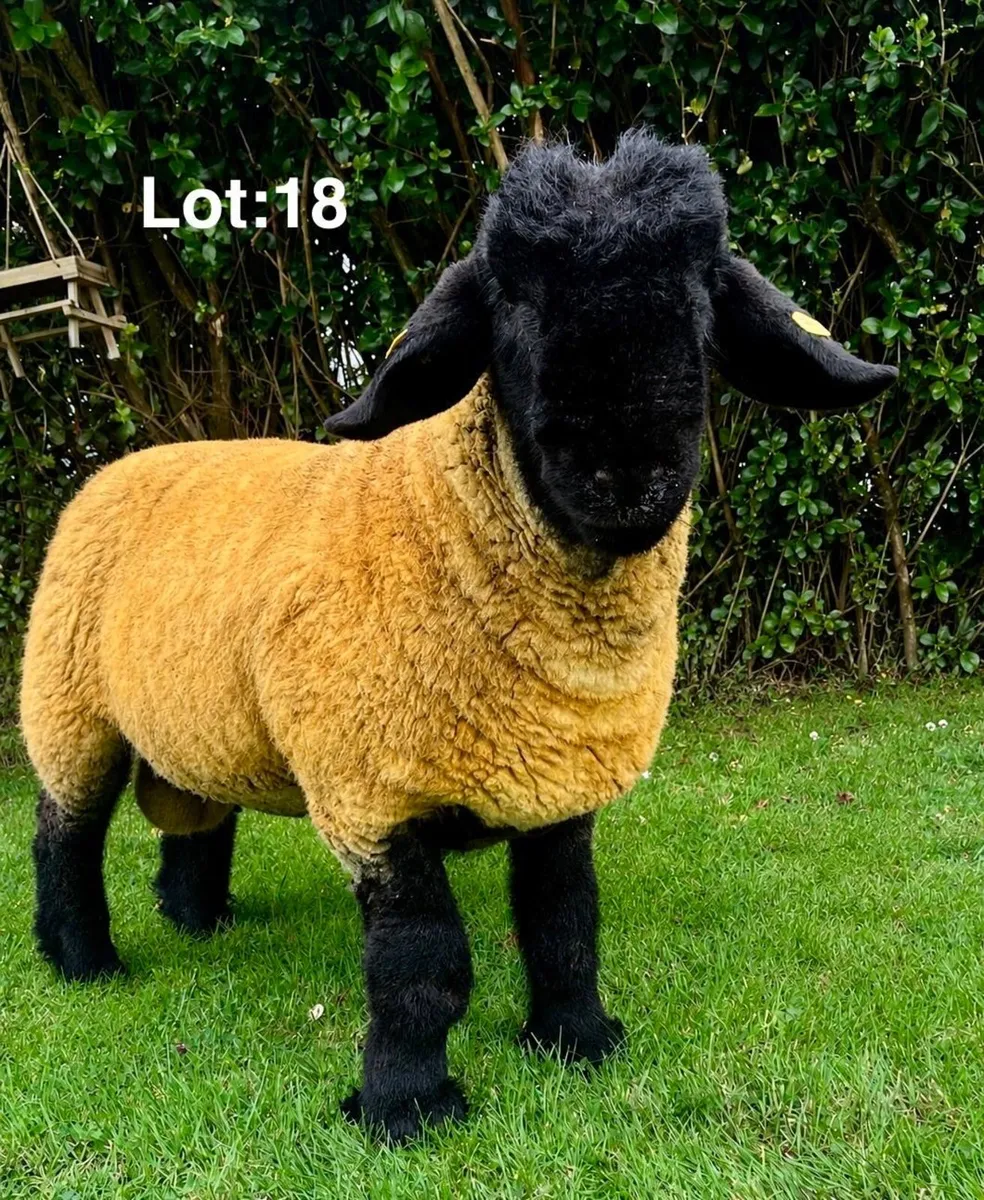 ⭐️Premier Suffolk Sale⭐️ - Image 2