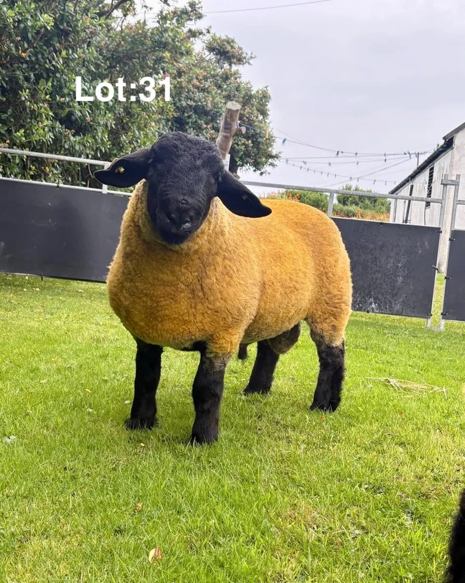 ⭐️Premier Suffolk Sale⭐️ - Image 3