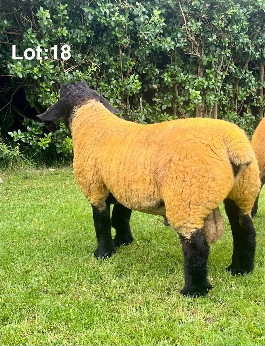 ⭐️Premier Suffolk Sale⭐️ - Image 4