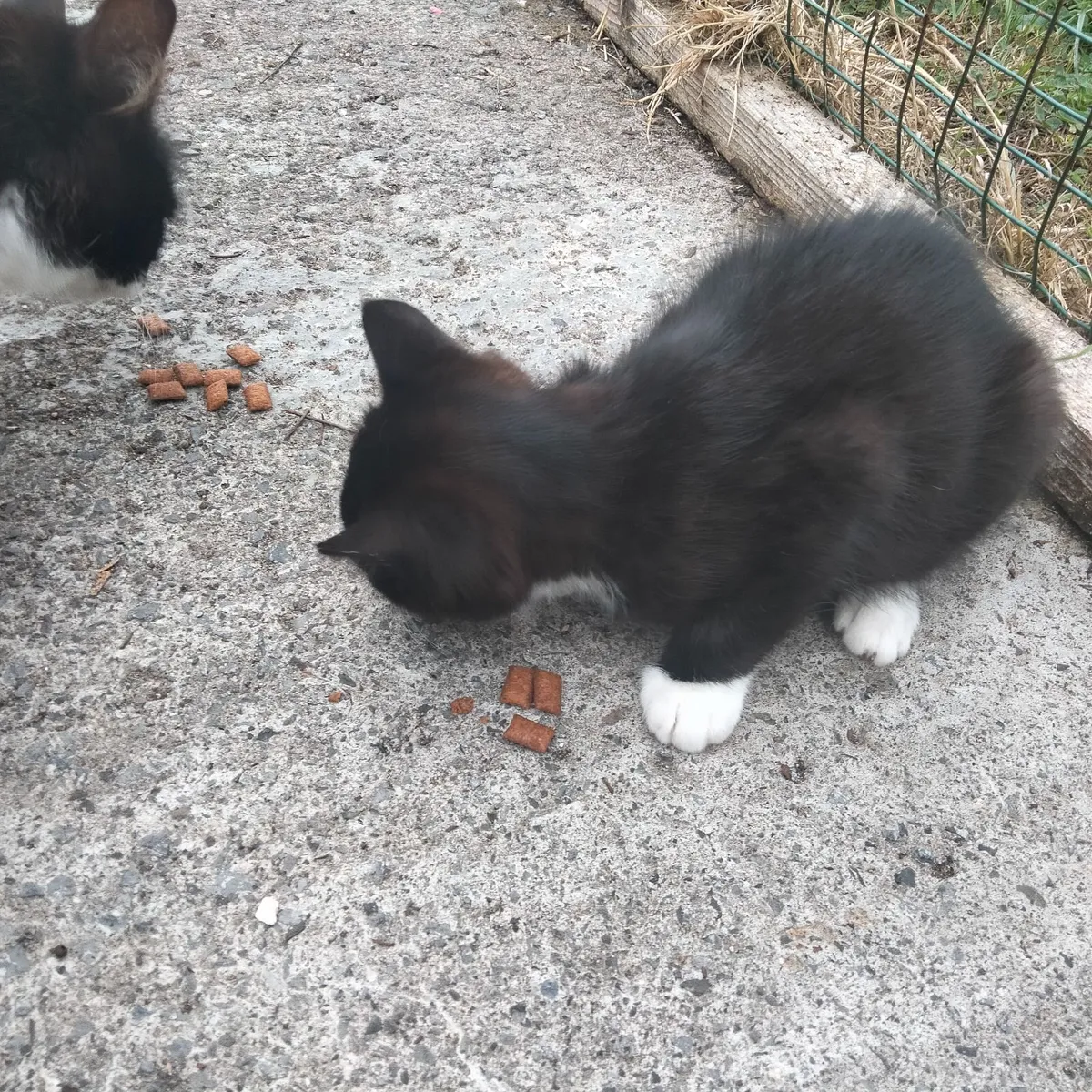Fabulous  Maine Coon cross kitten - Image 4