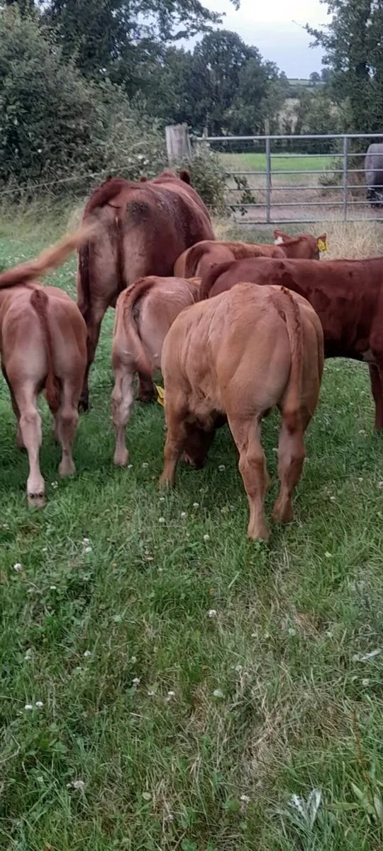 Limousine Bull - Image 3