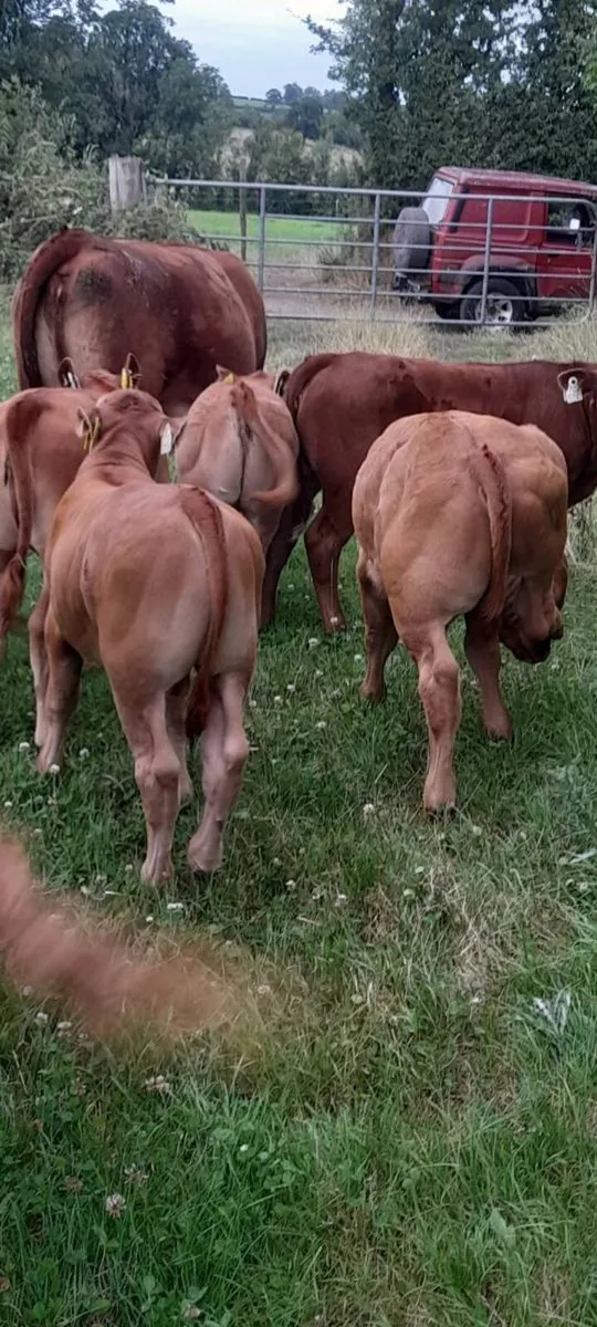 Limousine Bull - Image 4
