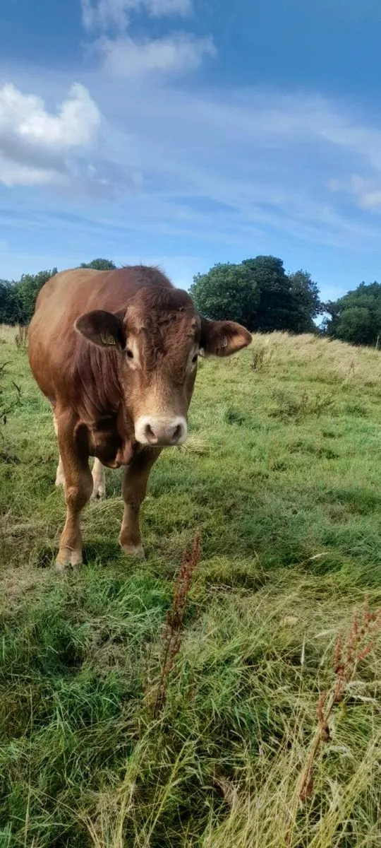 Limousine Bull - Image 1