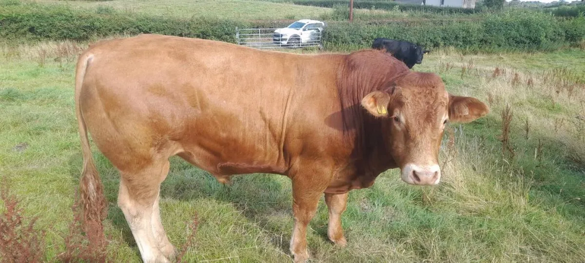 Limousine Bull - Image 2