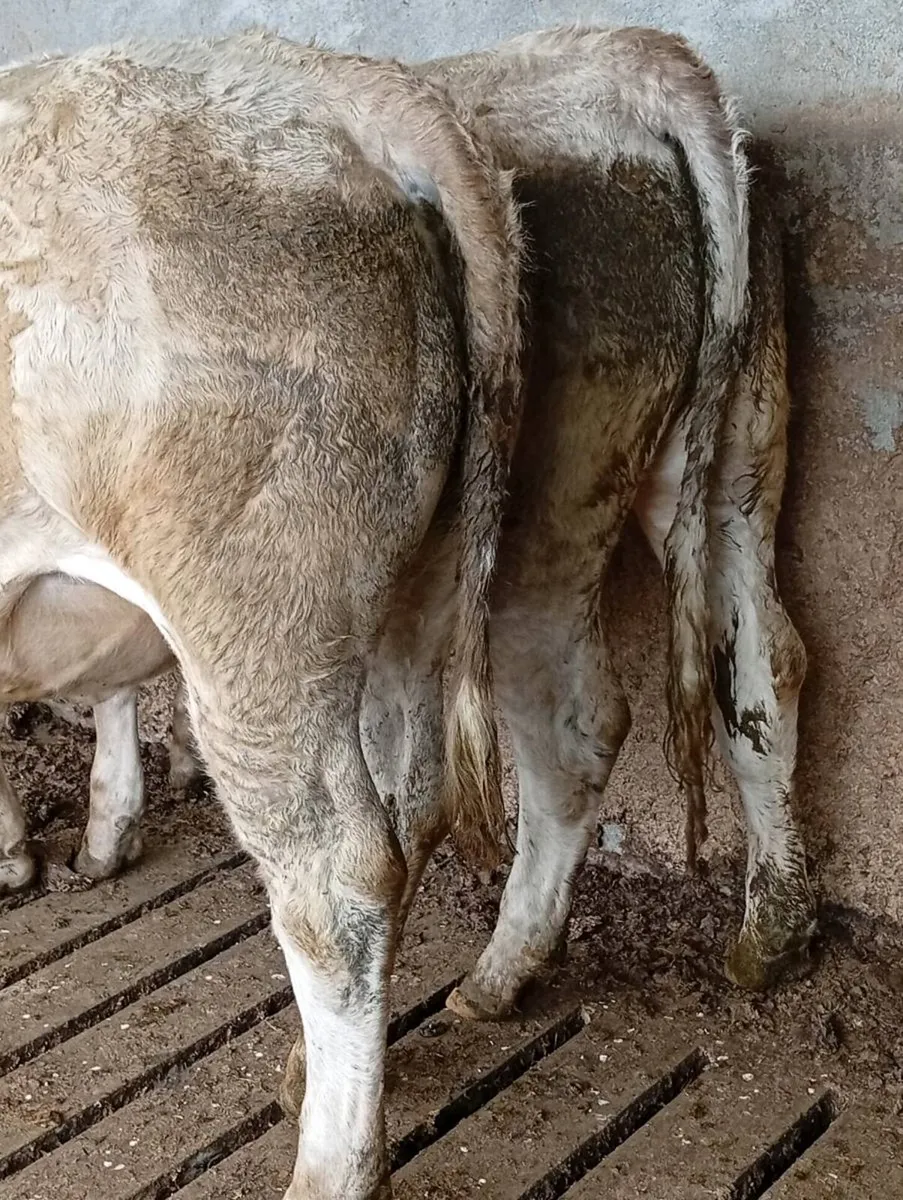 Heifers - Image 3