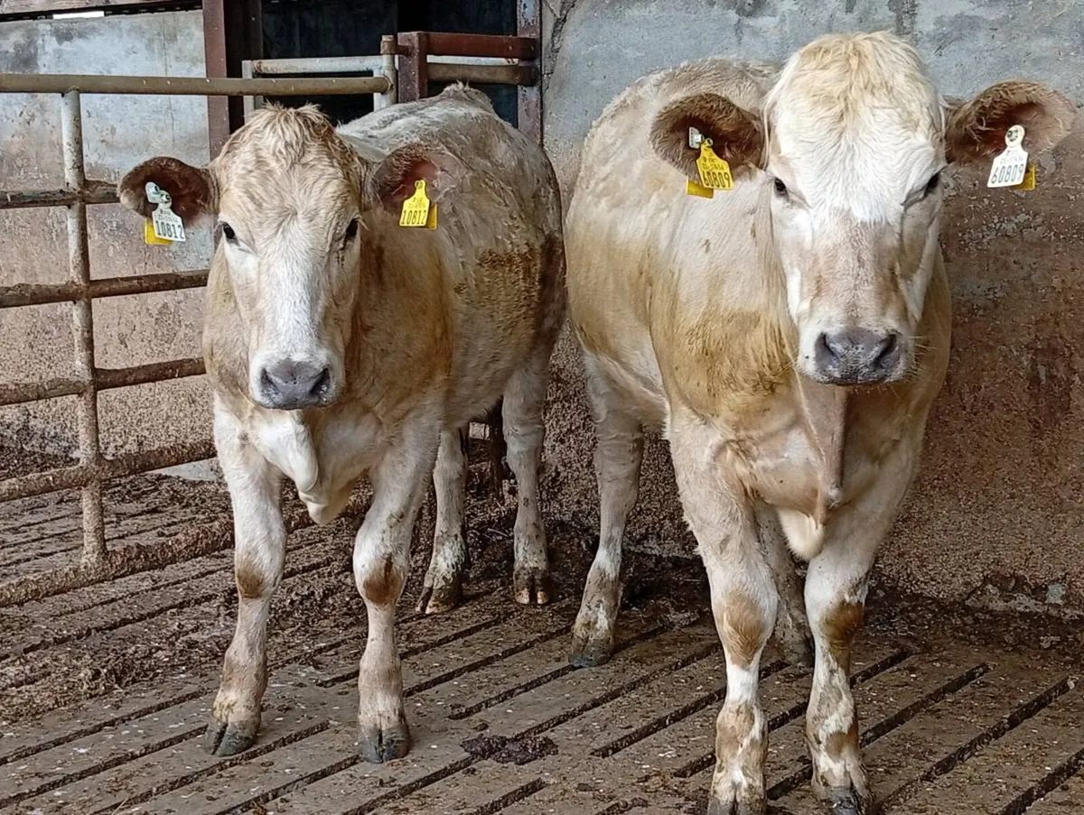Heifers - Image 1