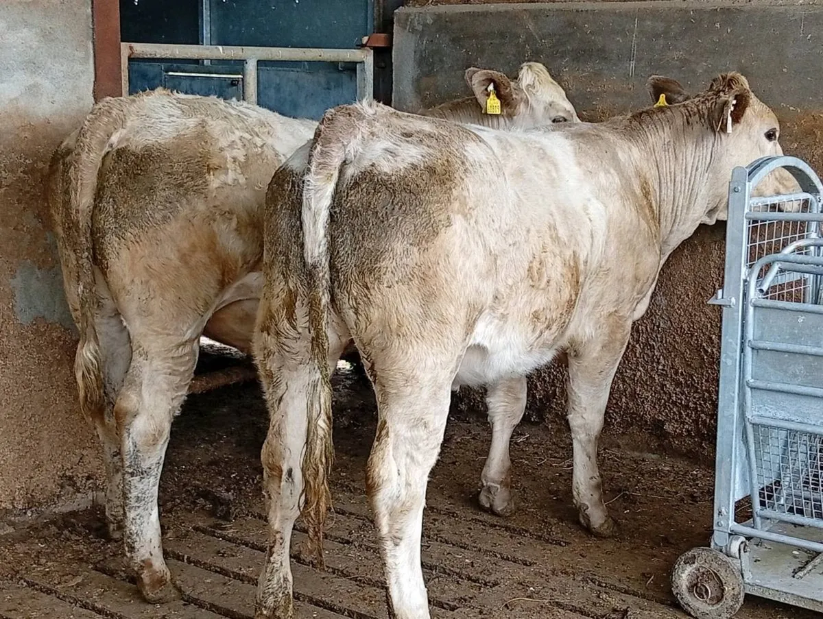 Heifers - Image 2