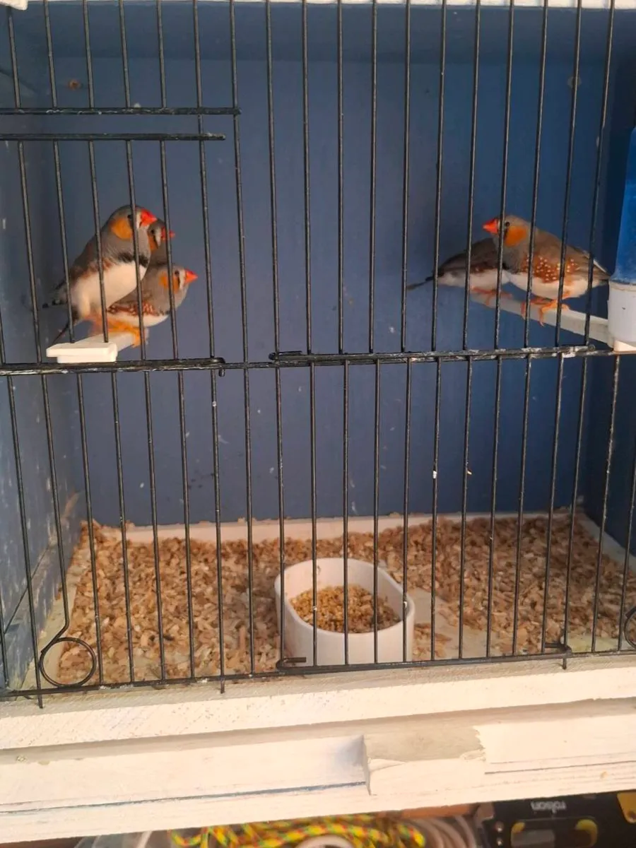 Zebra finches - Image 4