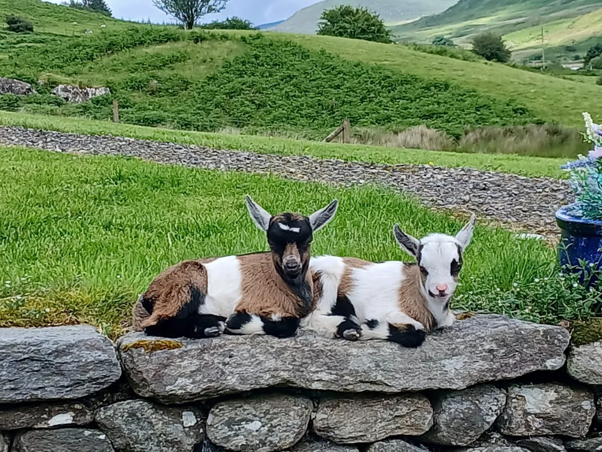 Pygmy kids - Image 1