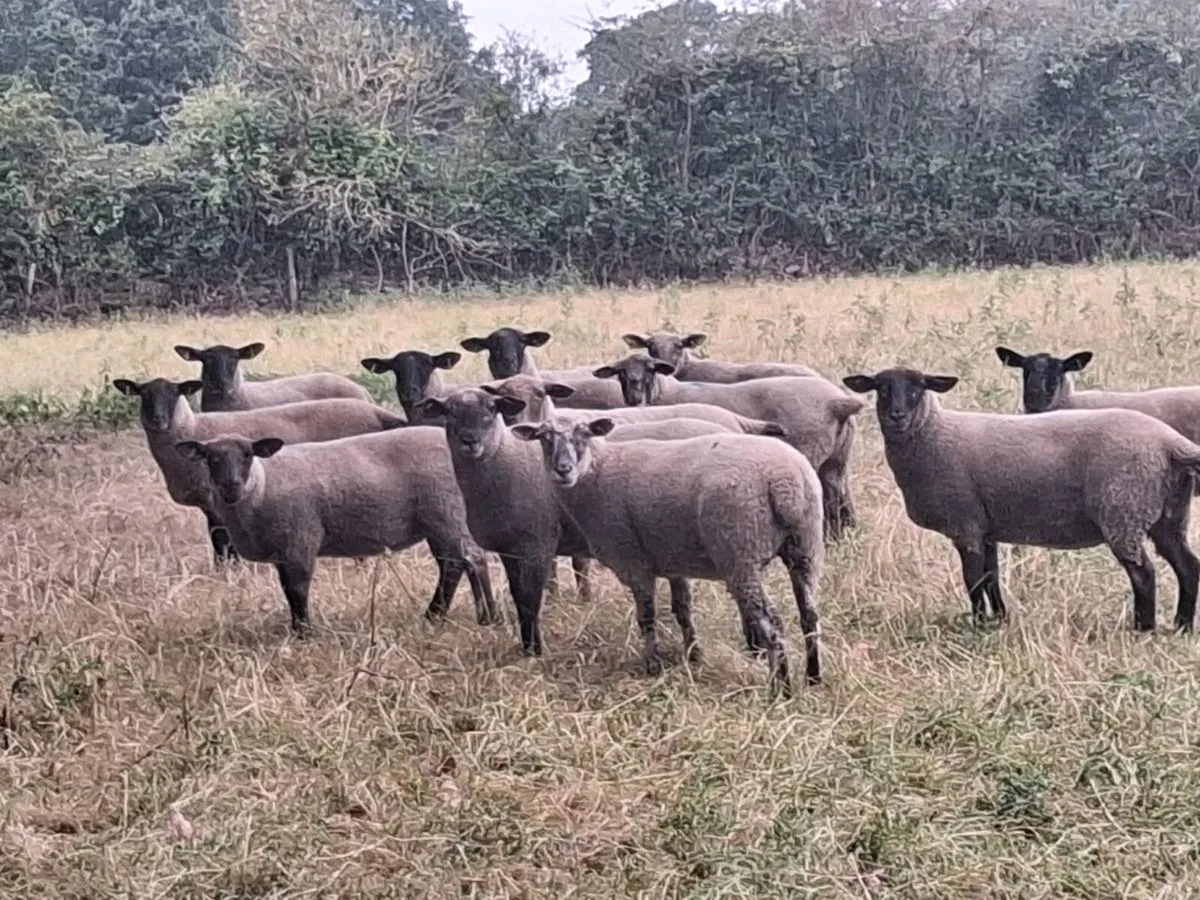 12 SPECKLED HOGGET EWES FOR SALE - Image 1