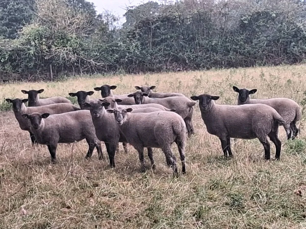12 SPECKLED HOGGET EWES FOR SALE - Image 3