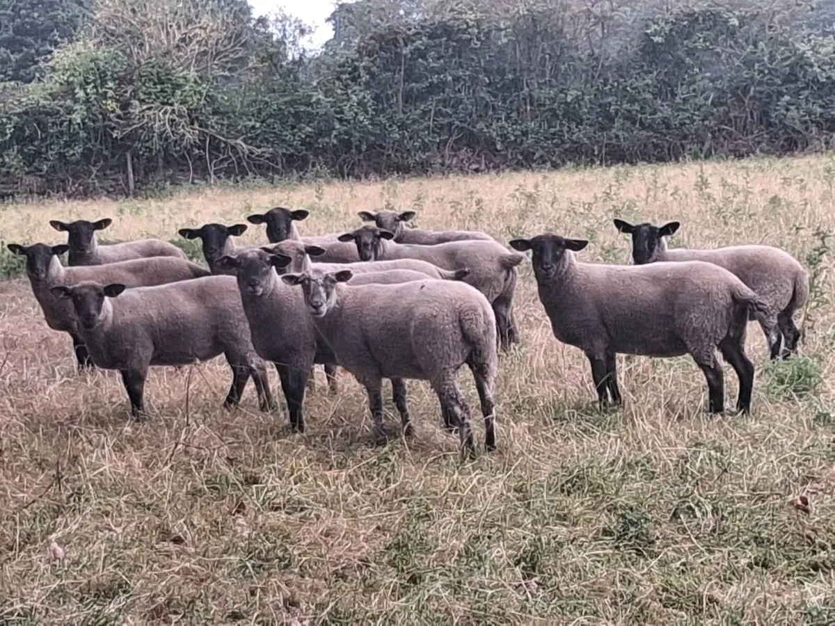 12 SPECKLED HOGGET EWES FOR SALE - Image 2