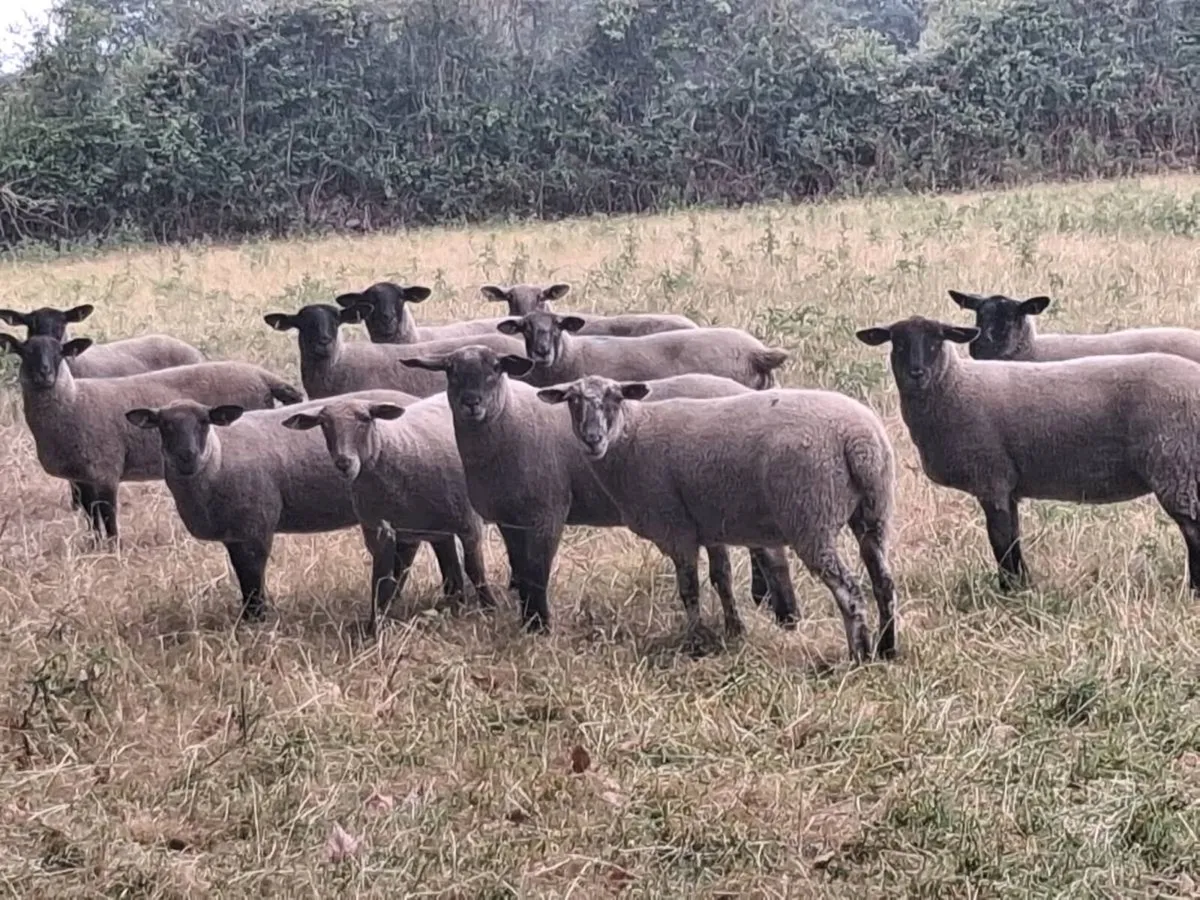 12 SPECKLED HOGGET EWES FOR SALE - Image 4