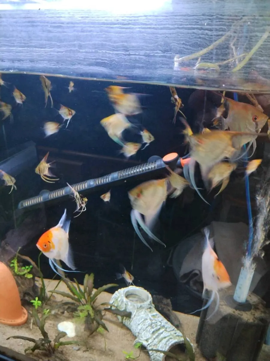 Angel fish - Image 3