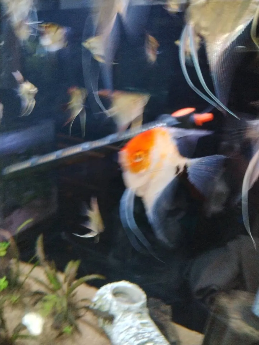 Angel fish - Image 4