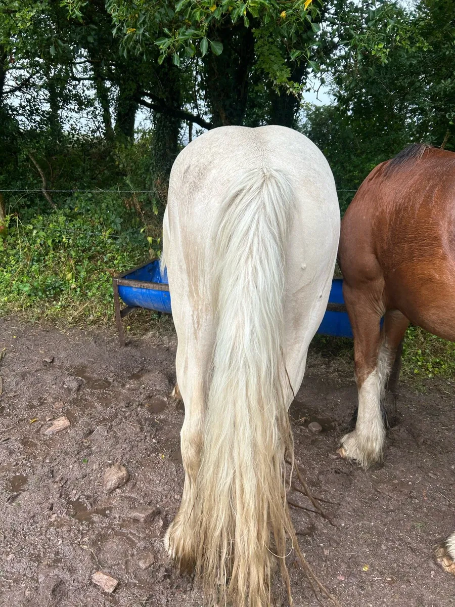 Palomino filly - Image 2