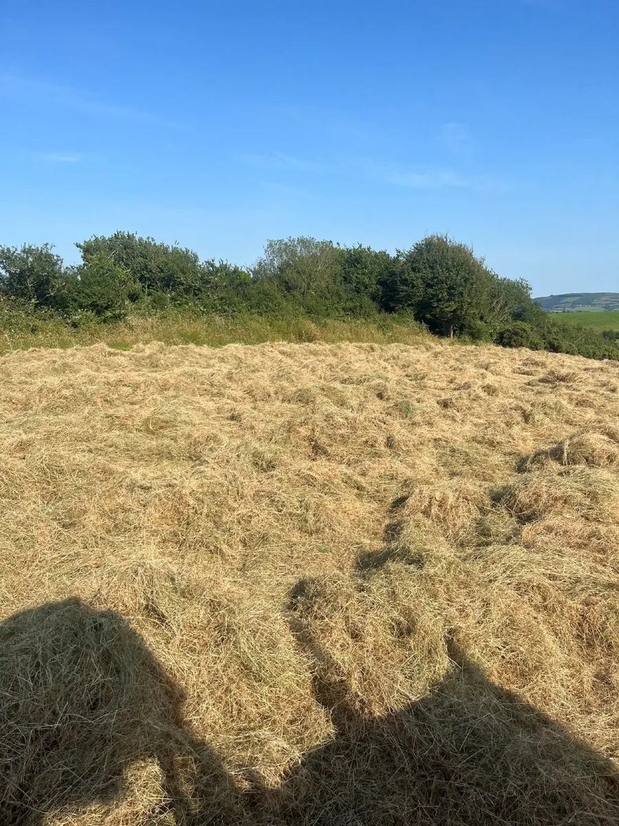 Hay Organic Hay - Image 3