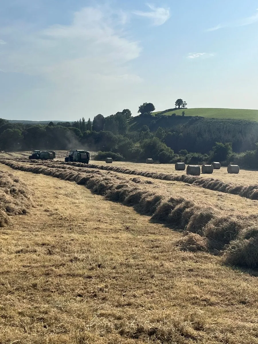 Hay Organic Hay - Image 2