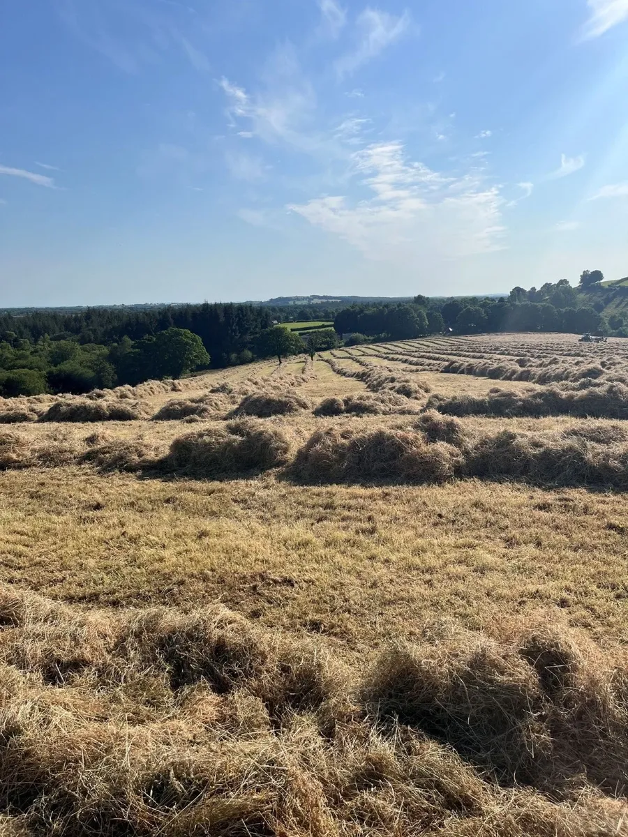 Hay Organic Hay - Image 1