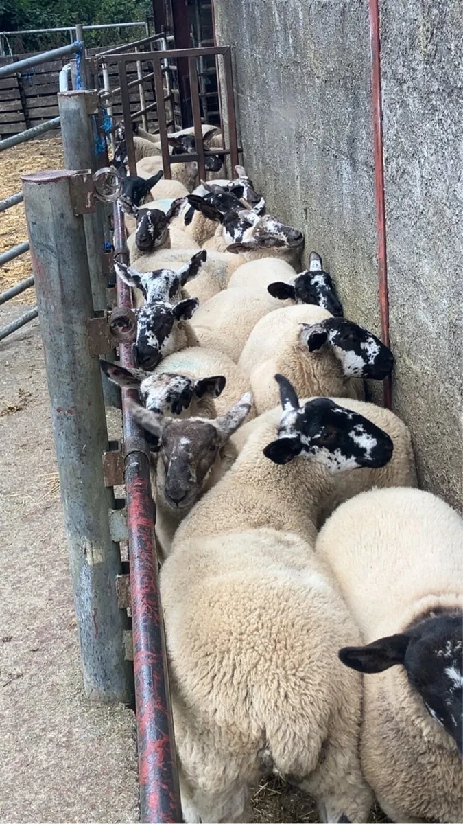 Borris ewe breeders - Image 1