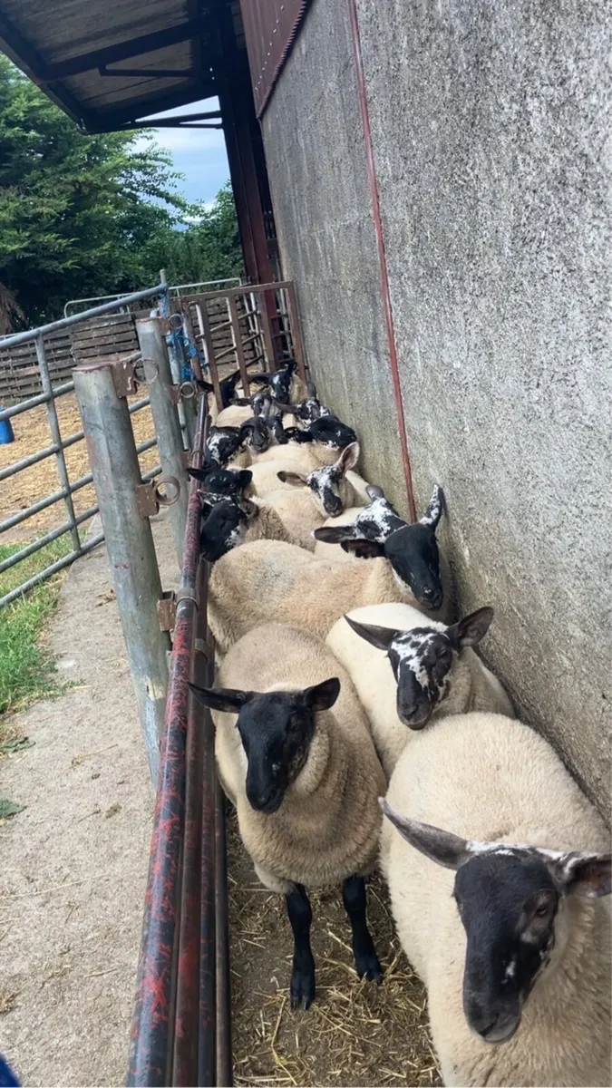 Borris ewe breeders - Image 2