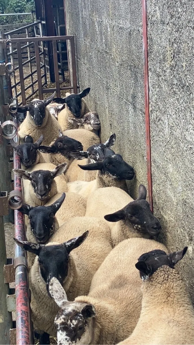 Borris ewe breeders - Image 3