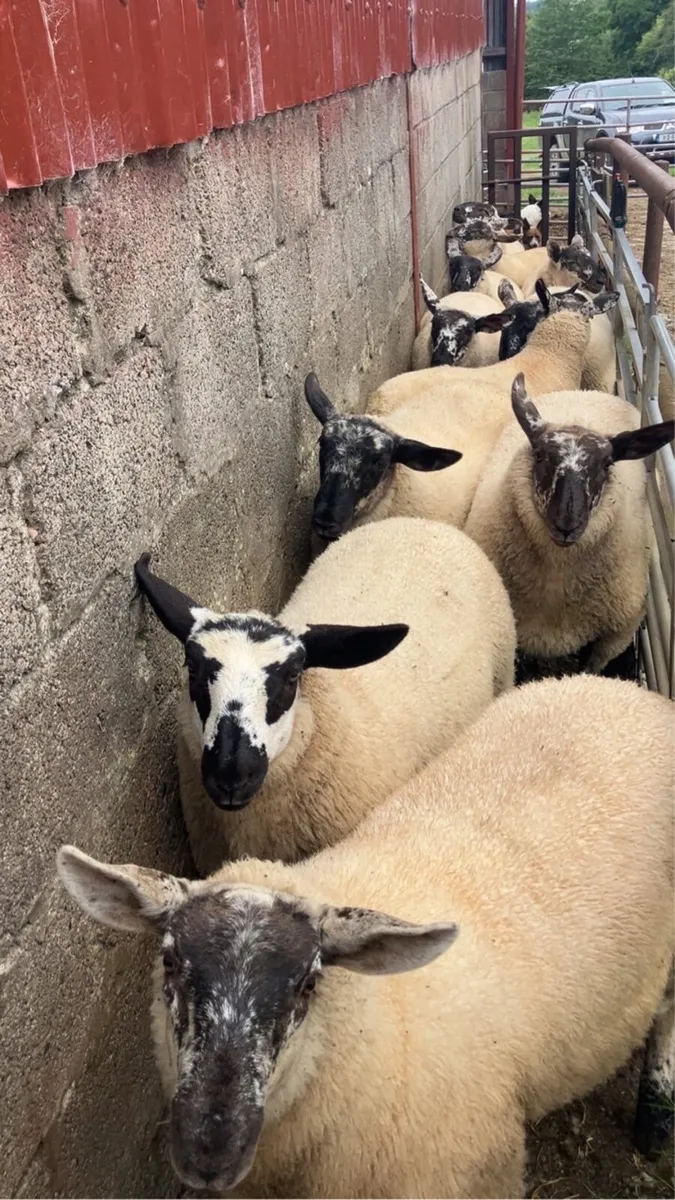Borris ewe breeders - Image 4