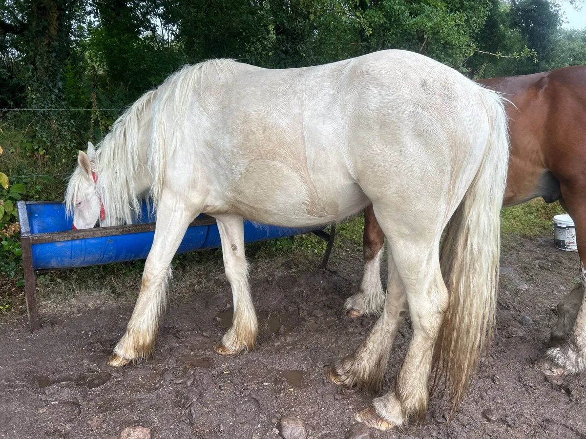Palomino filly - Image 3