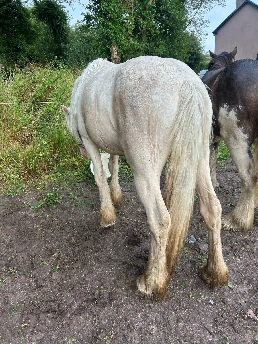 Palomino filly - Image 4