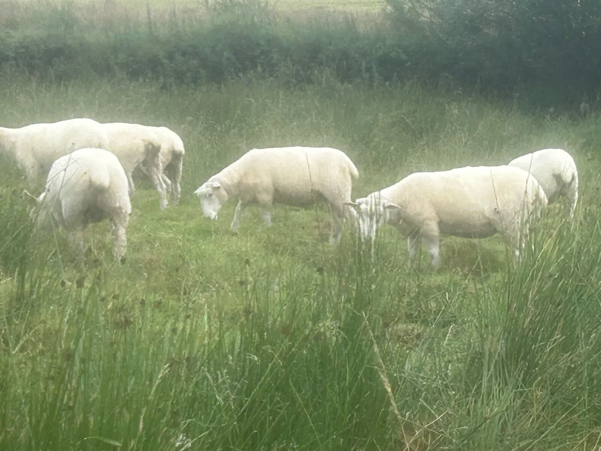 Galway Ewes - Image 1