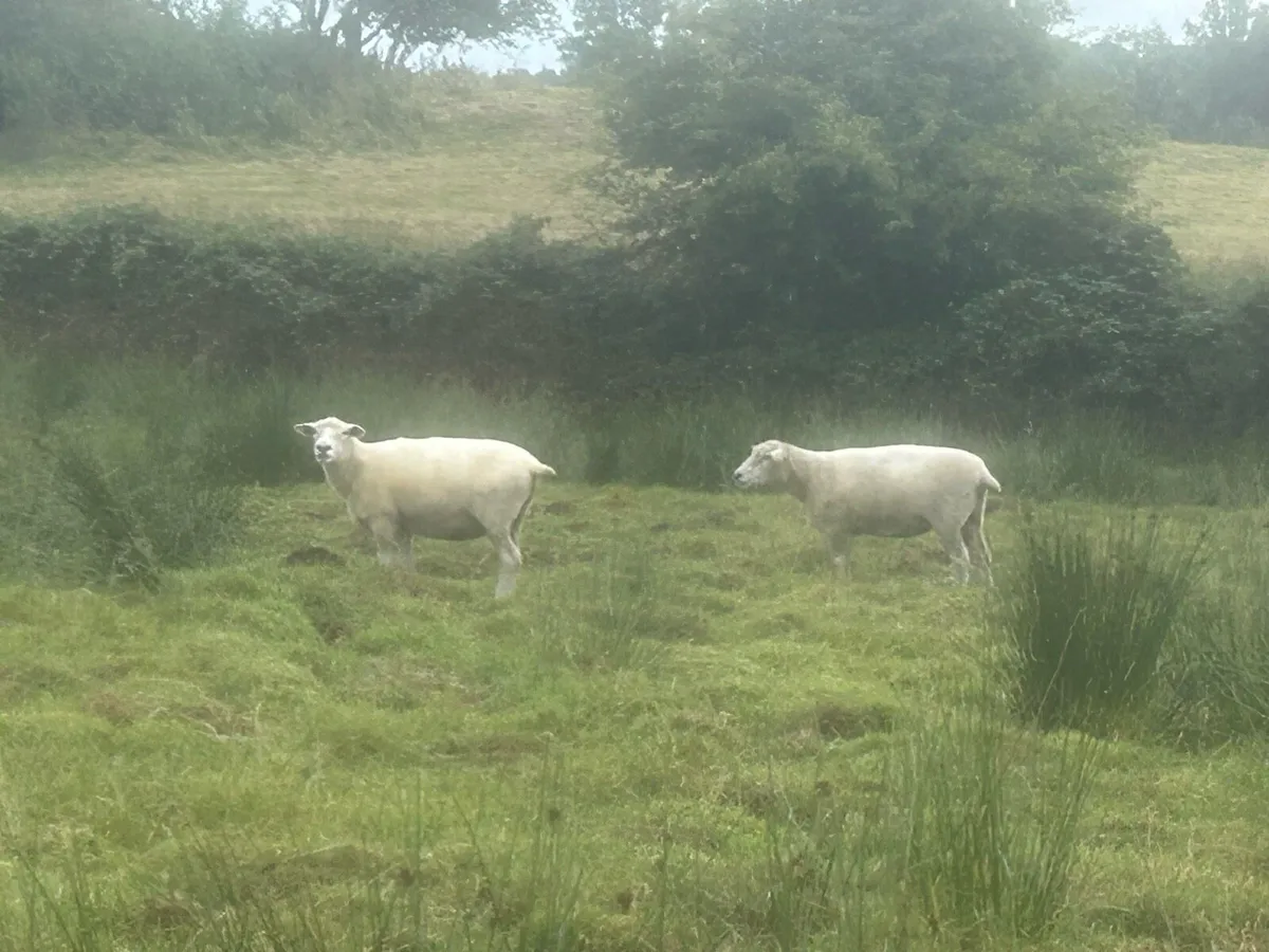 Galway Ewes - Image 2