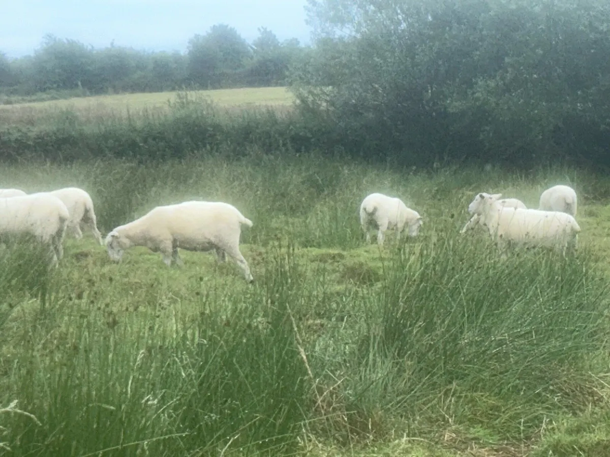 Galway Ewes - Image 3